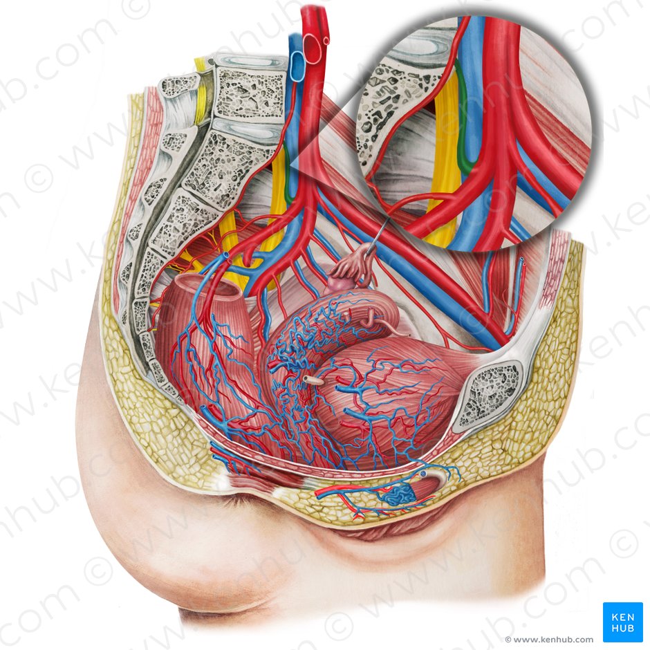 Arteria iliolumbalis sinistra (Linke Darmbein-Lenden-Arterie); Bild: Irina Münstermann