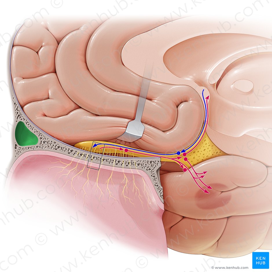Frontal sinus (Sinus frontalis); Image: Paul Kim