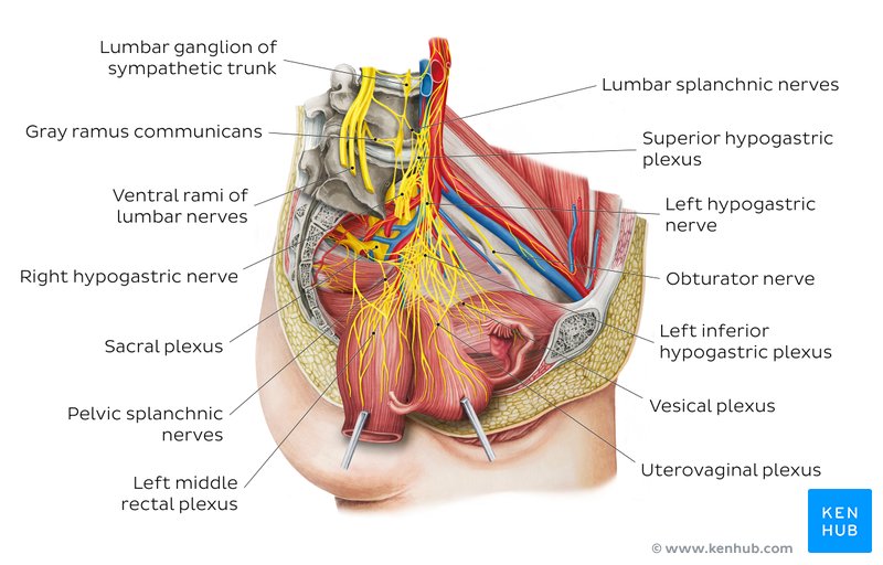 Pelvis And Perineum Anatomy Vessels Nerves Kenhub