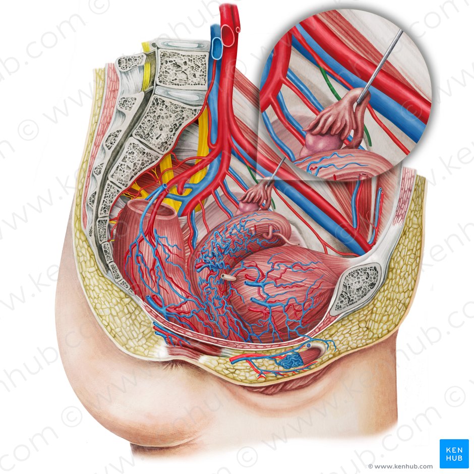 Left superior vesical artery (Arteria vesicalis superior sinistra); Image: Irina Münstermann