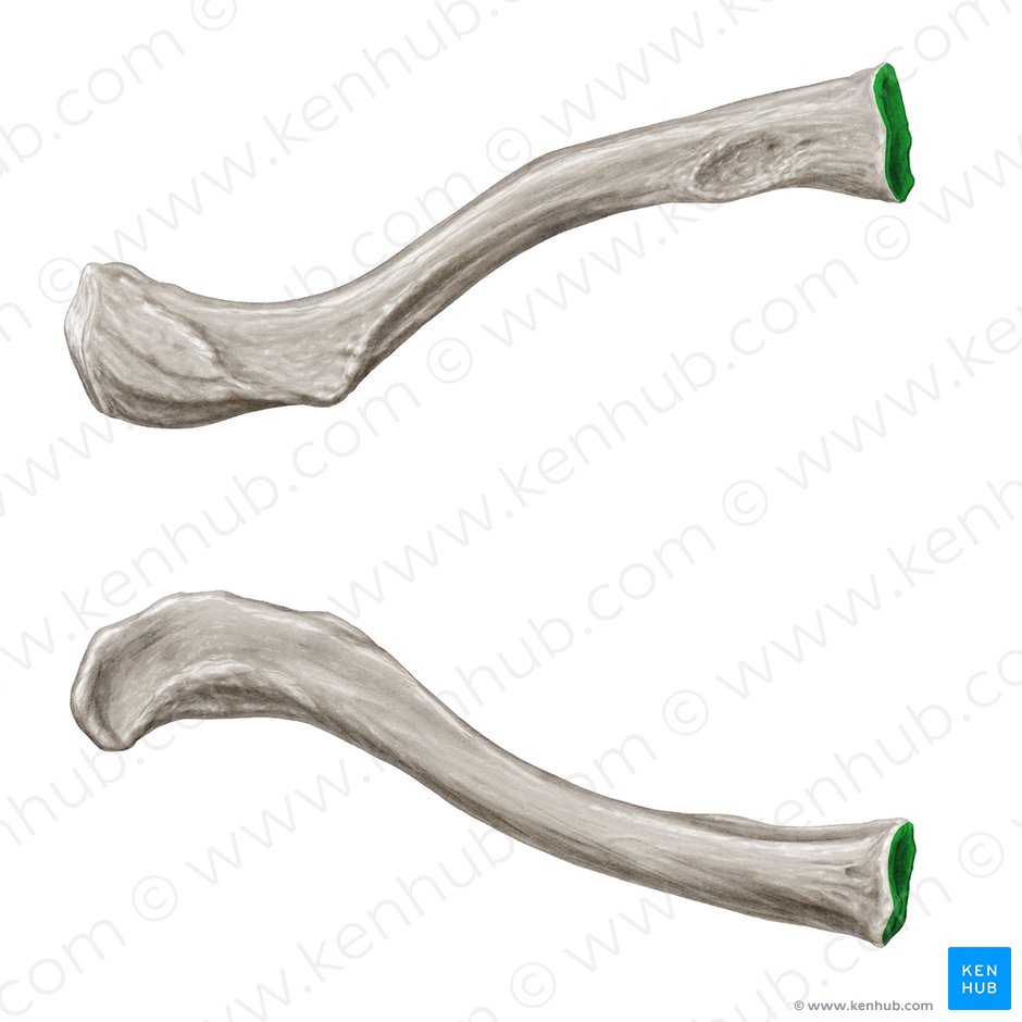 Sternal articular surface of clavicle (Facies articularis sternalis claviculae); Image: Samantha Zimmerman