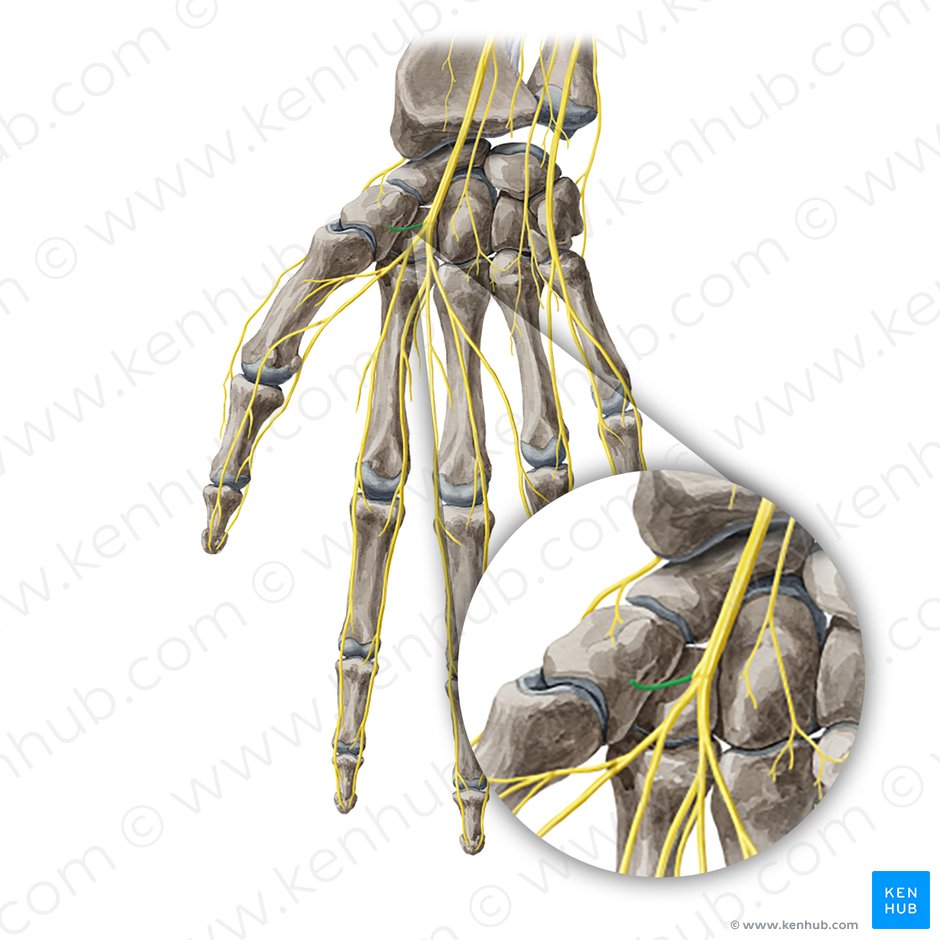 Ramus recurrens nervi mediani (Rückläufiger Ast des Mittelarmnervs); Bild: Yousun Koh