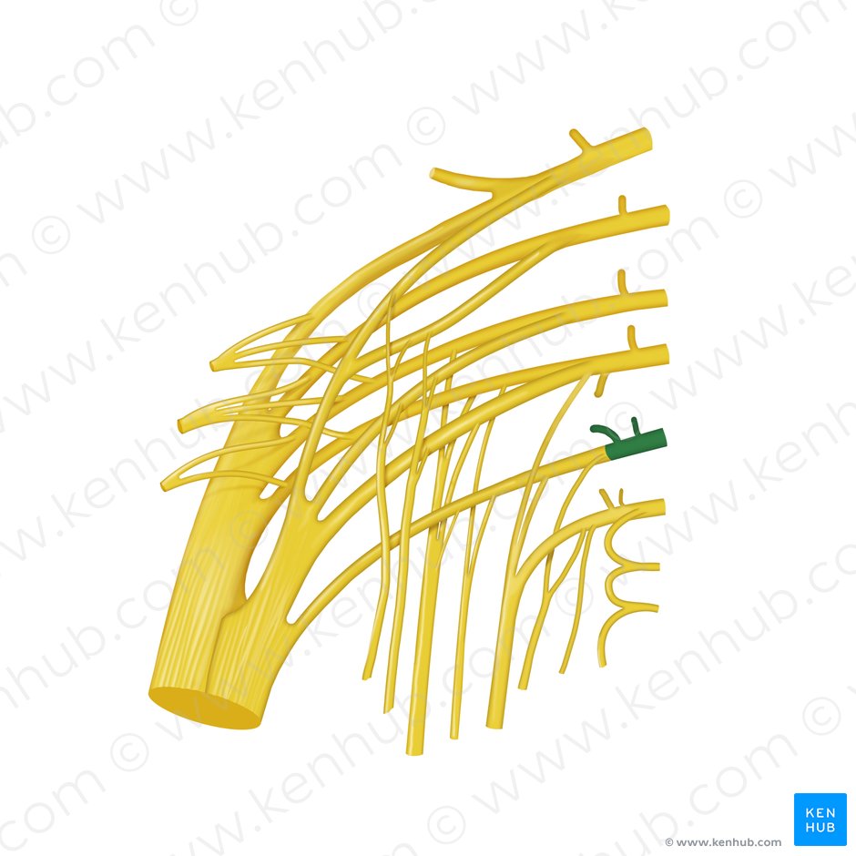 Nervio espinal S3 (Nervus spinalis S3); Imagen: Begoña Rodriguez