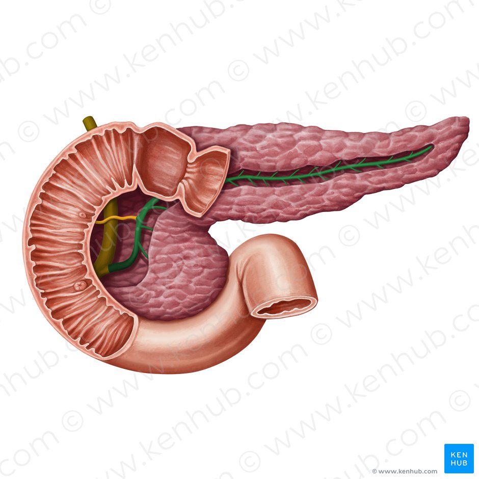Ducto pancreático (Ductus pancreaticus); Imagem: Irina Münstermann