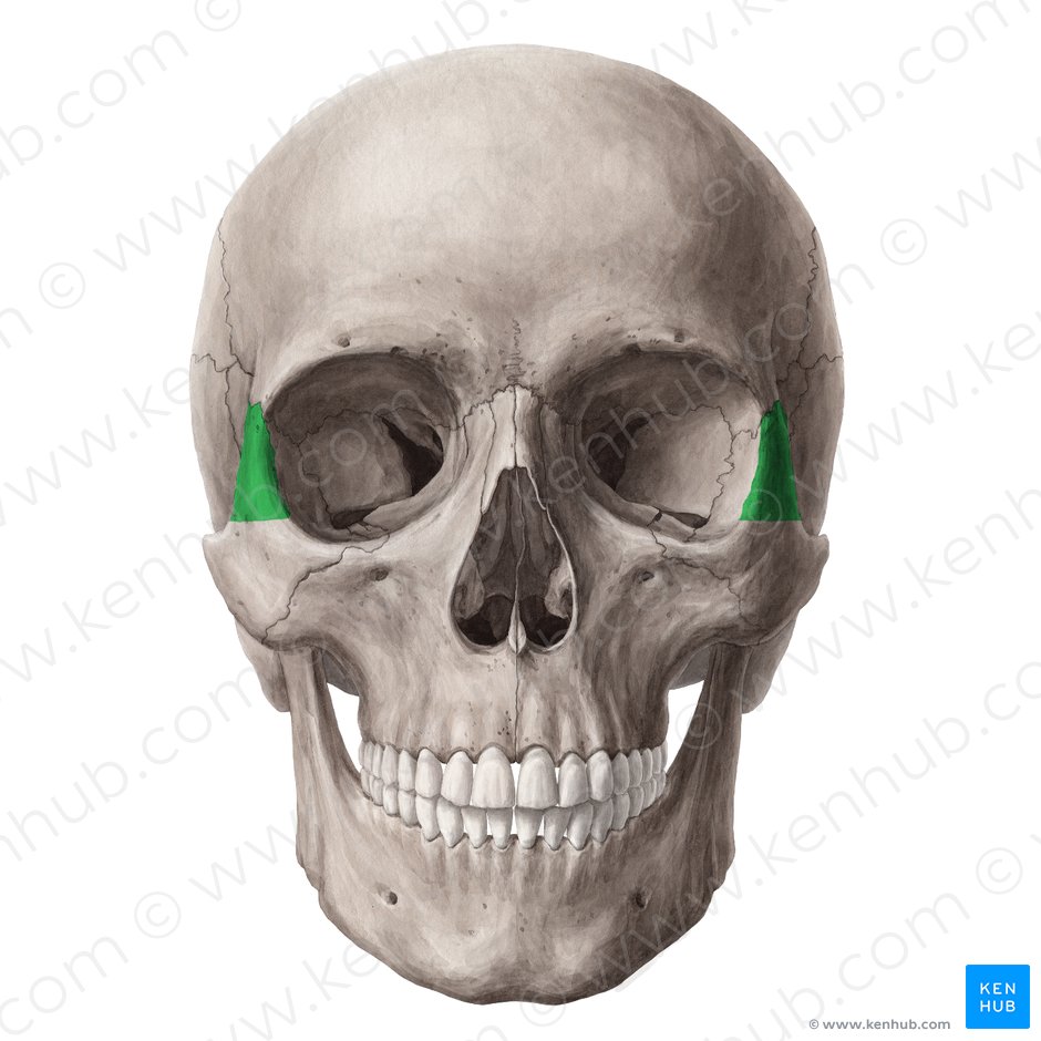 Frontal process of zygomatic bone (Processus frontalis ossis zygomatici); Image: Yousun Koh