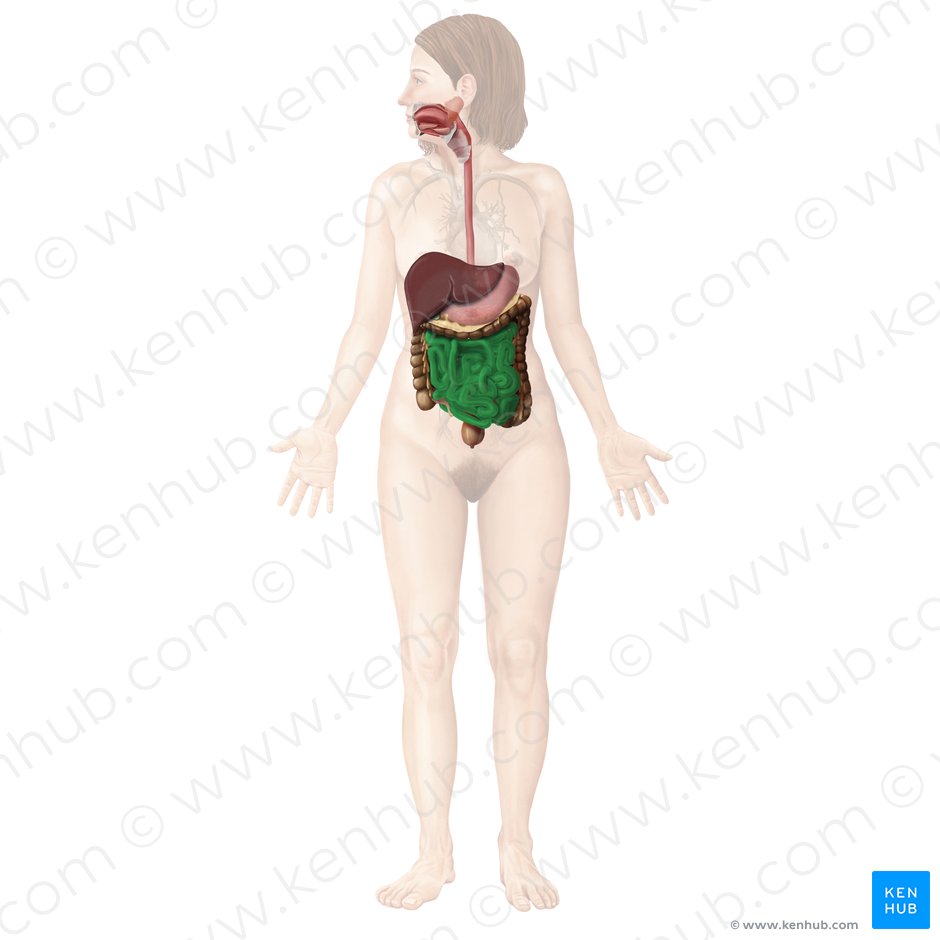 Small intestine (Intestinum tenue); Image: Begoña Rodriguez