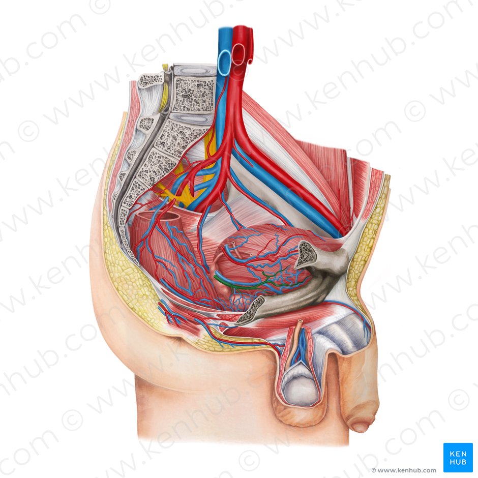 Arteria vesical inferior (Arteria vesicalis inferior); Imagen: Irina Münstermann