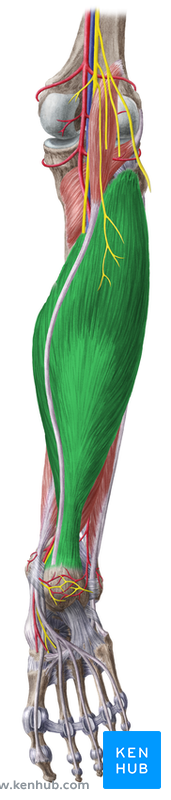 Músculo Soleus - visão dorsal