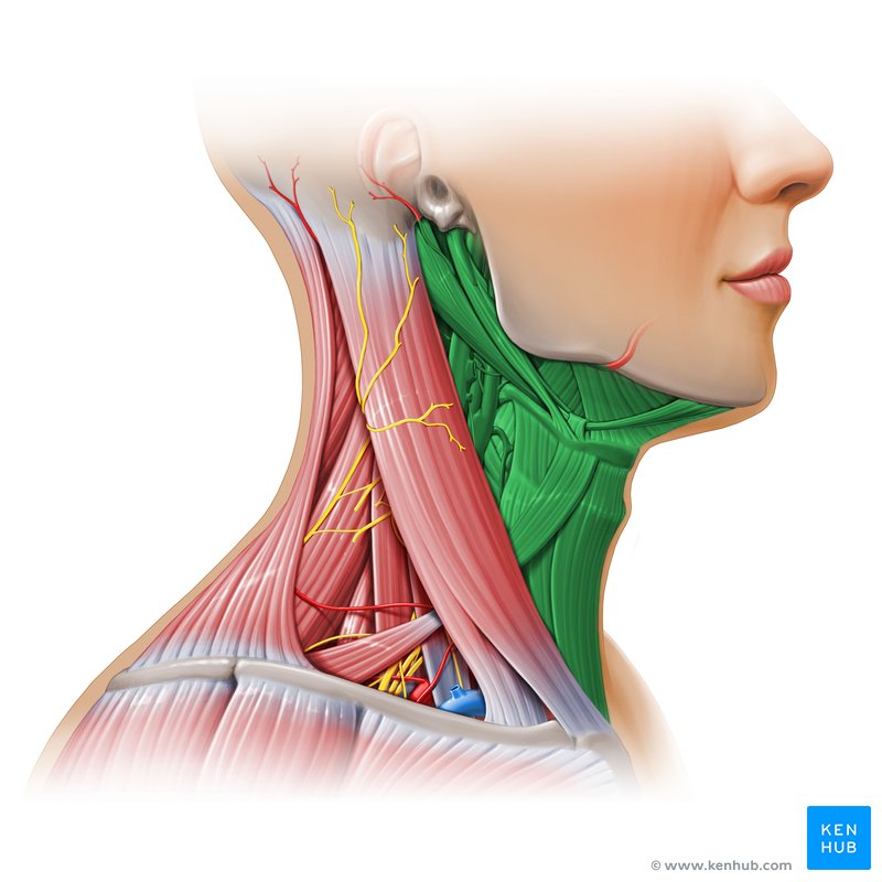 Anterior cervical triangle - lateral view