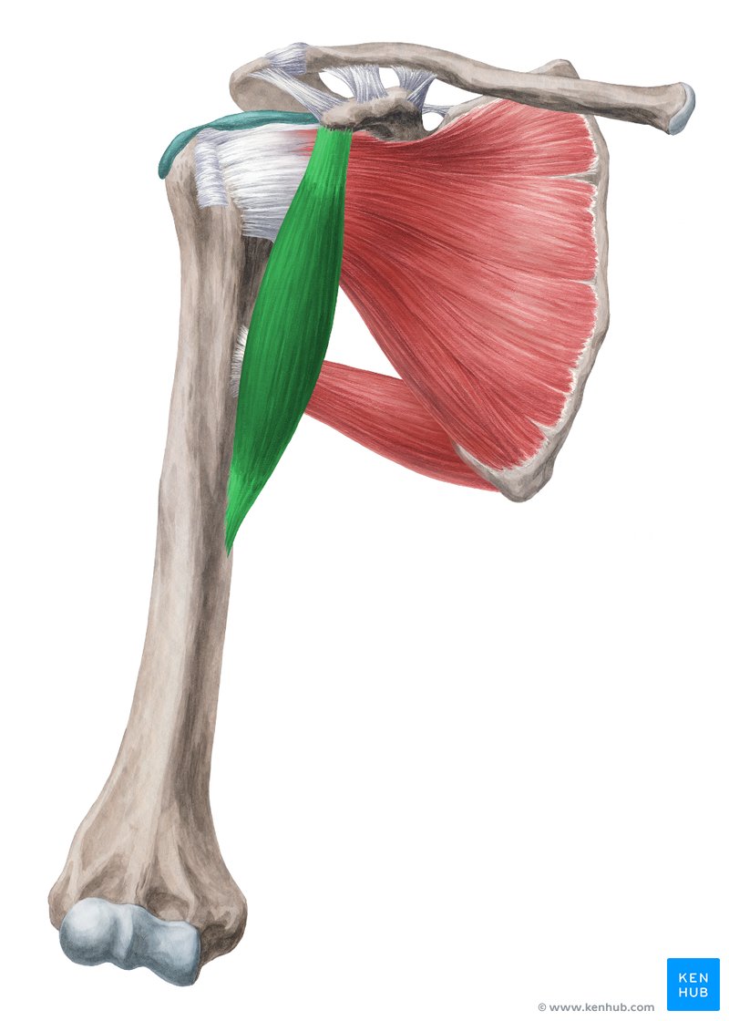Músculo coracobraquial (verde) - vista anterior