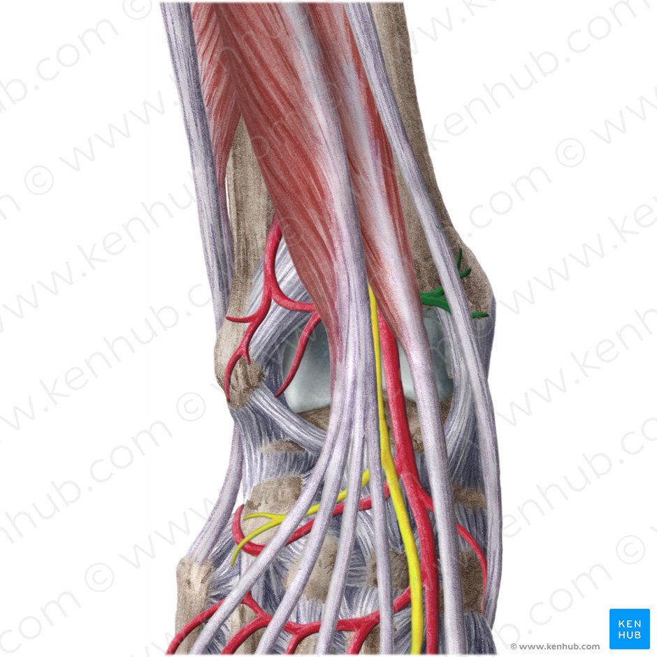 Anterior tibial artery: Anatomy, branches, supply | Kenhub