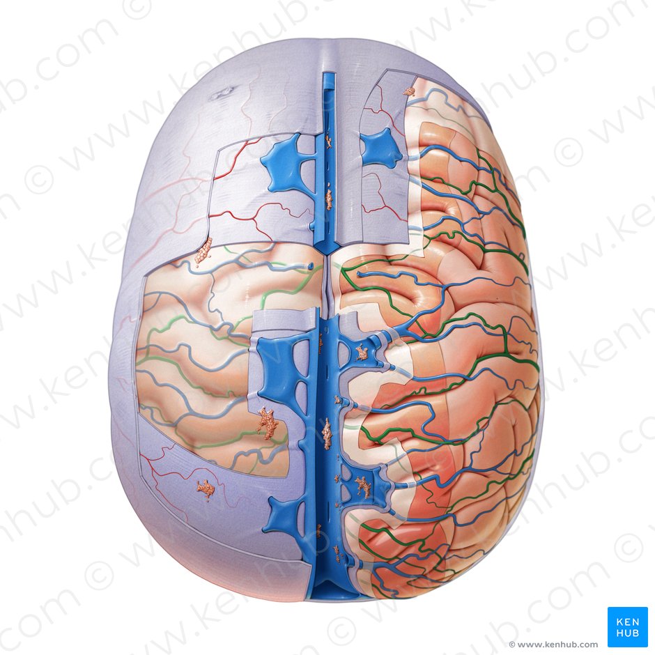 Rami arteriae mediae cerebri (Äste der mittleren Hirnarterie); Bild: Paul Kim