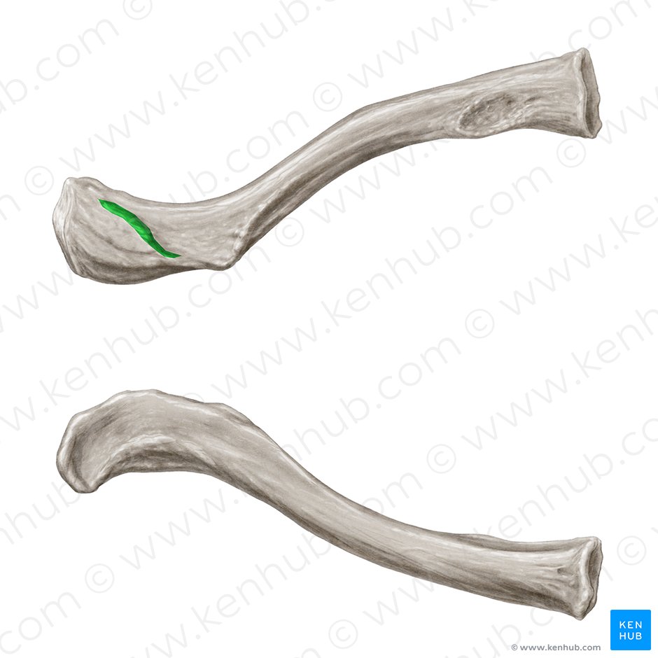 Trapezoid line of clavicle (Linea trapezoidea claviculae); Image: Samantha Zimmerman