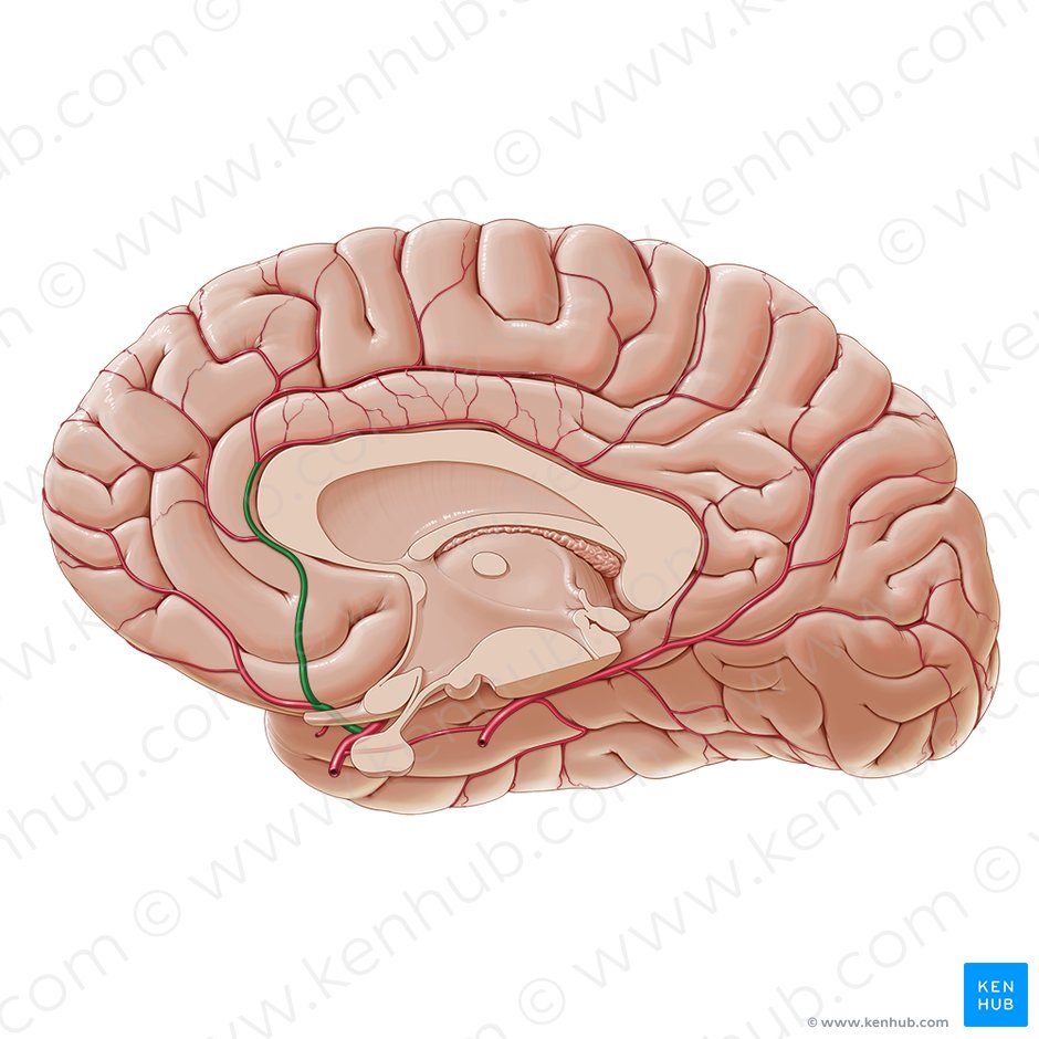 Arteria cerebral anterior (Arteria anterior cerebri); Imagen: Paul Kim