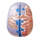 Meninges, ventricles and brain blood supply 