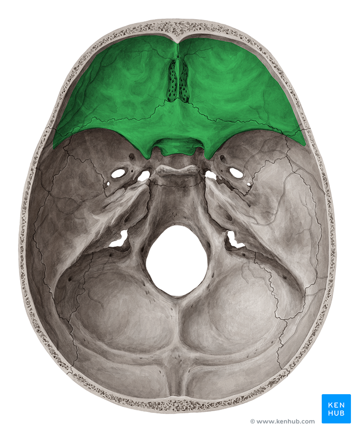 Superior View of the Base of the Skull - Anatomy | Kenhub