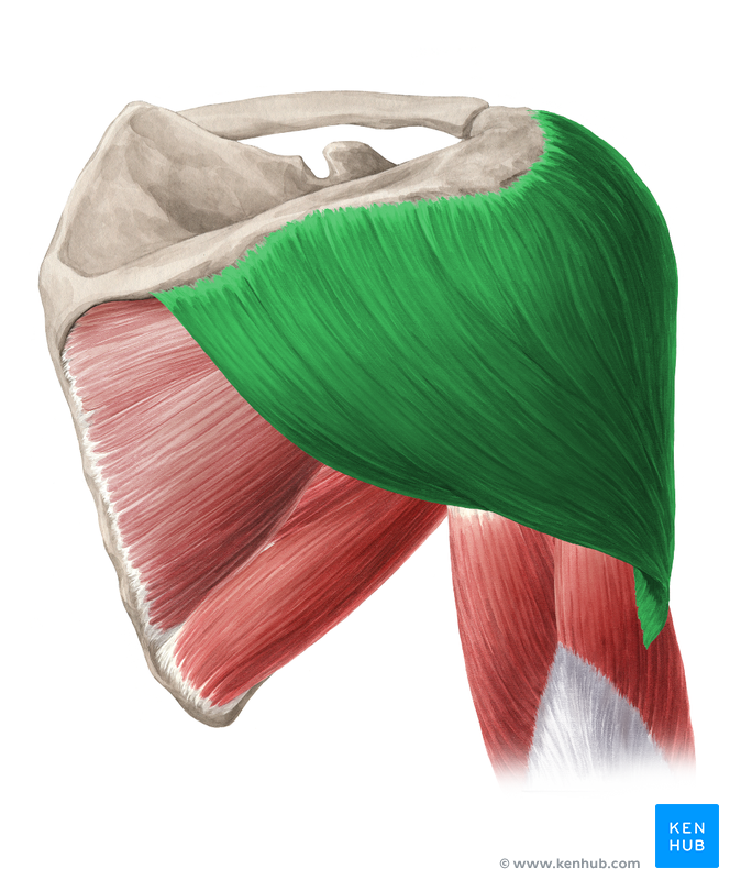 Musculus deltoideus - Anatomie, Funktion und Pathologie | Kenhub