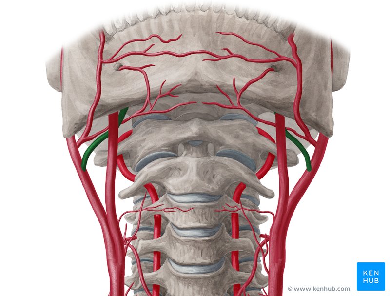 Lingual artery (Arteria lingualis)