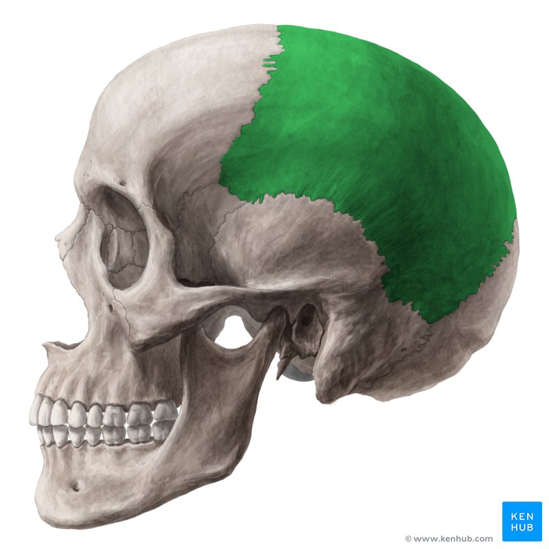 The parietal bone: Anatomy, borders and development | Kenhub