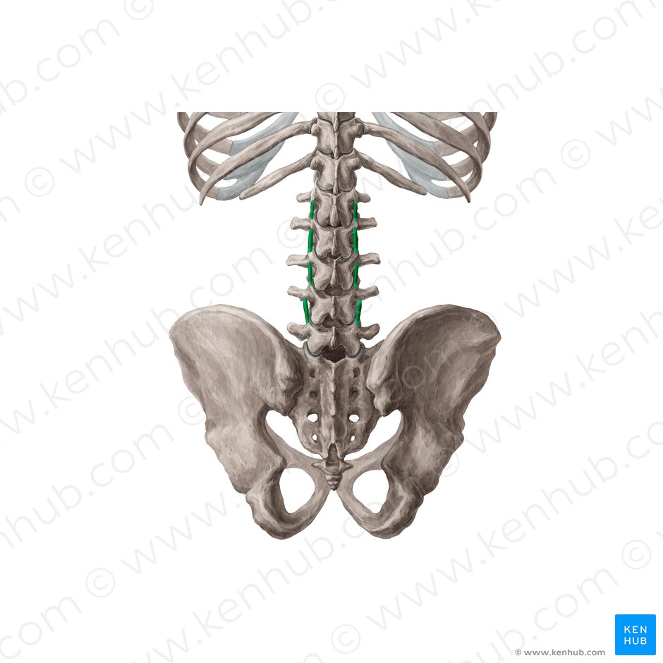 Medial intertransversarii lumborum muscles (Musculi intertransversarii mediales lumborum); Image: 