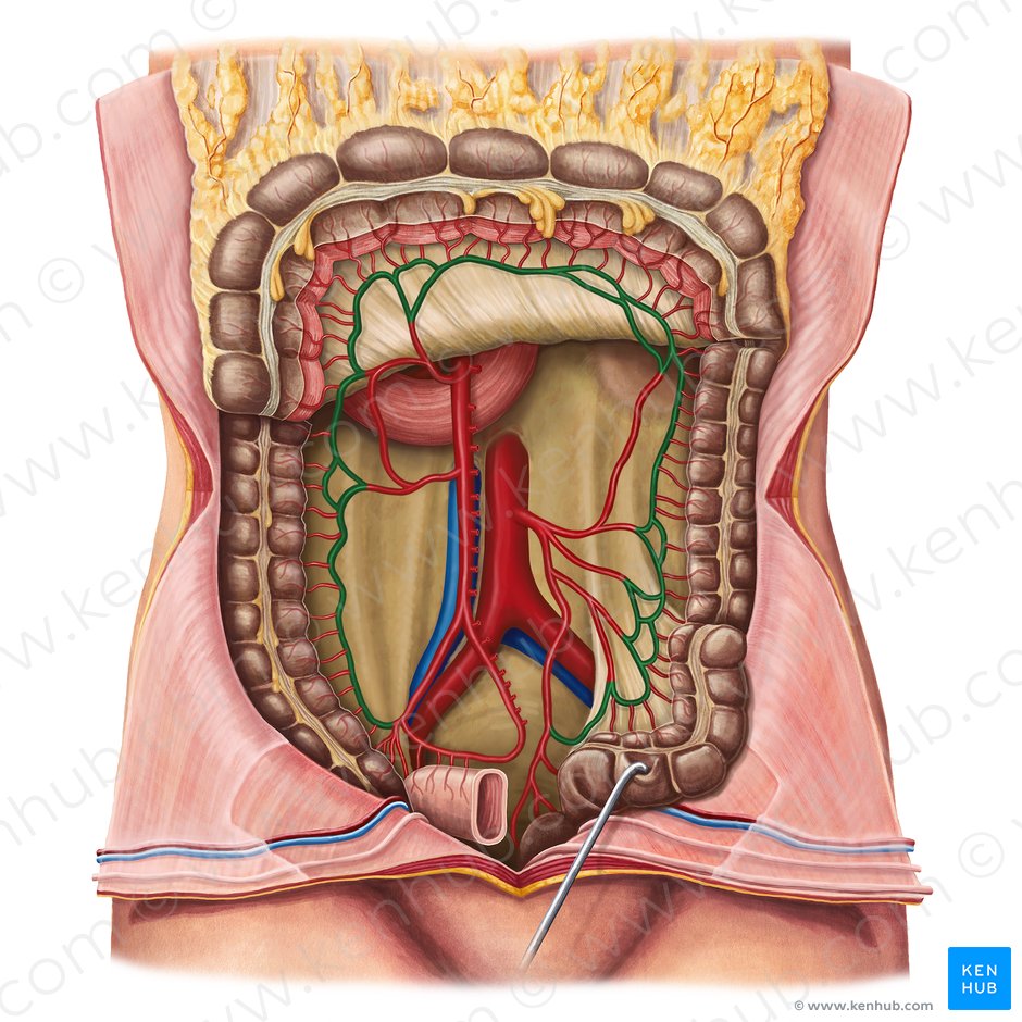 Arteria marginal del colon (Arteria marginalis coli); Imagen: Irina Münstermann