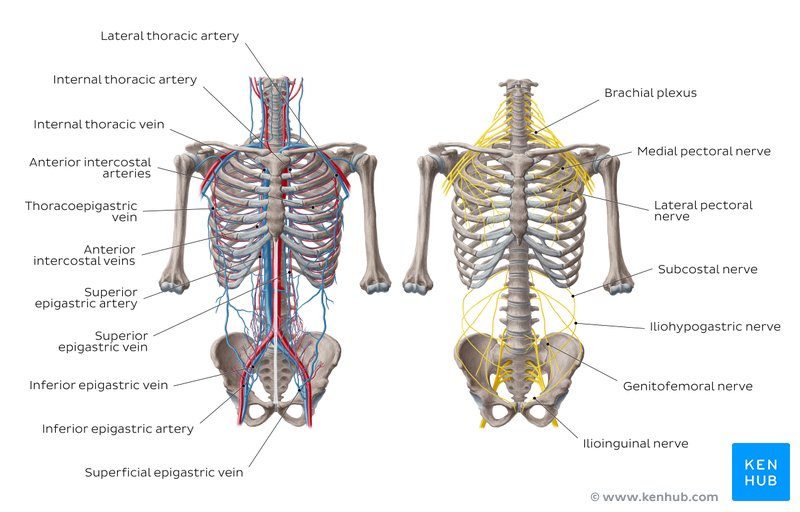 Major Arteries Veins And Nerves Of The Body Anatomy Kenhub
