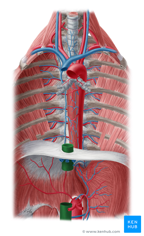 Inferior Vena Cava - Anatomy & Function | Kenhub