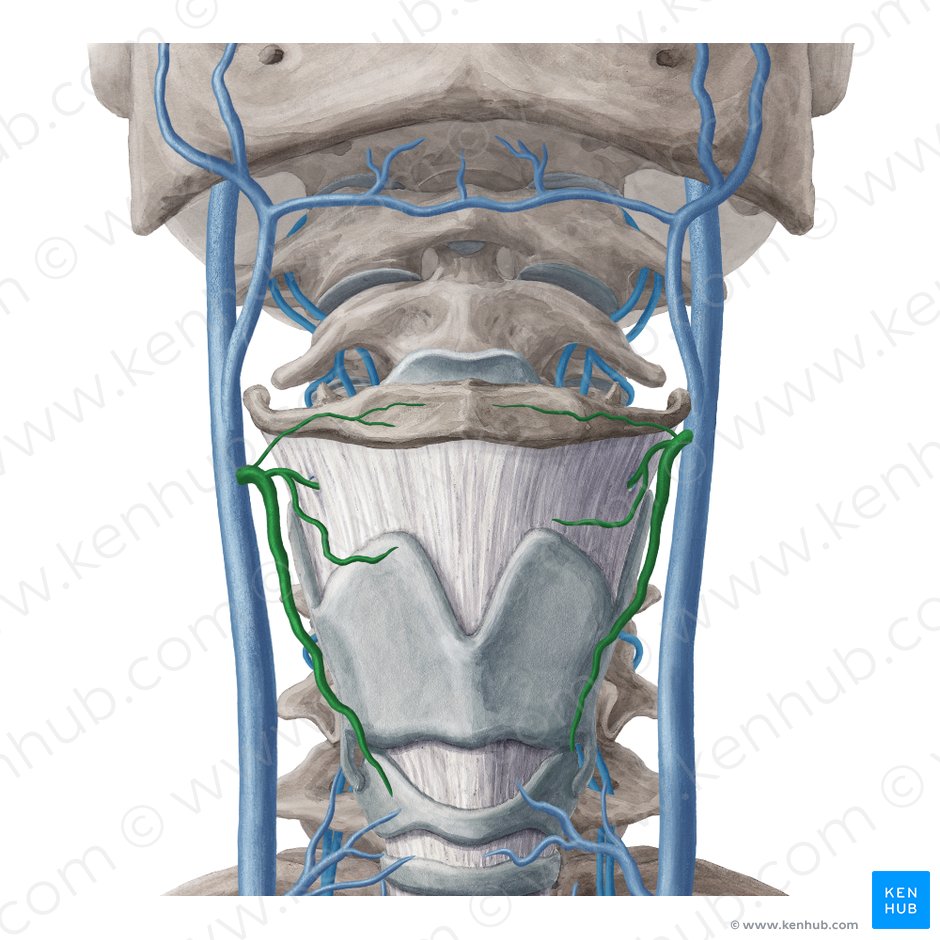 Superior thyroid vein (Vena thyroidea superior); Image: Yousun Koh