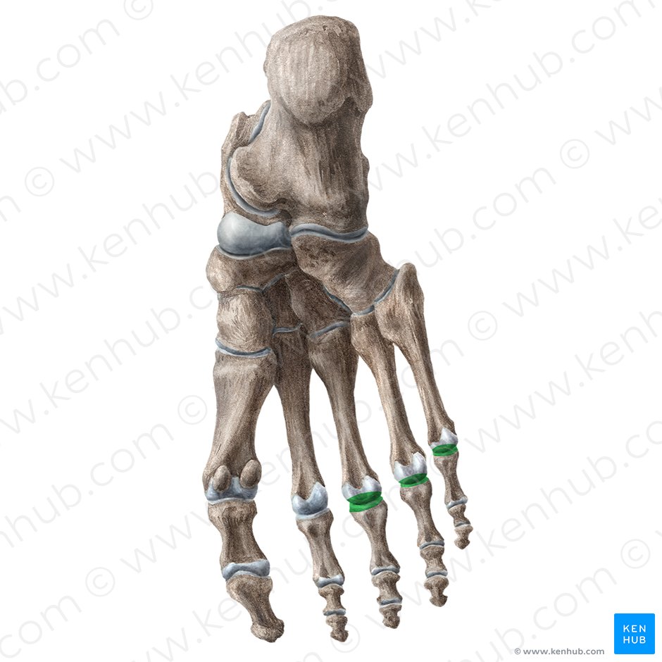 3rd - 5th metatarsophalangeal joints (Articulationes metatarsophalangeae 3-5); Image: Liene Znotina