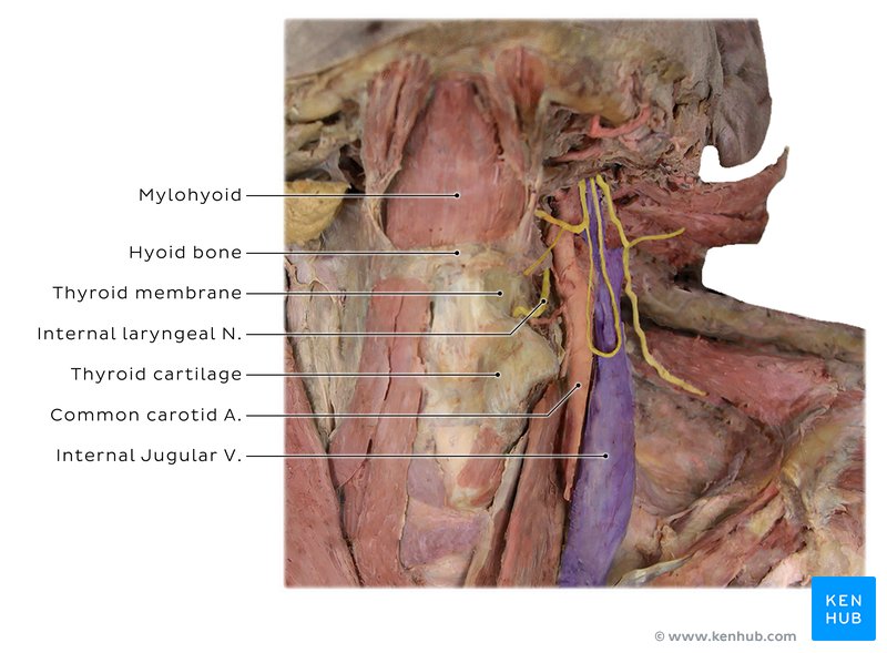 Hyoid bone cadaver