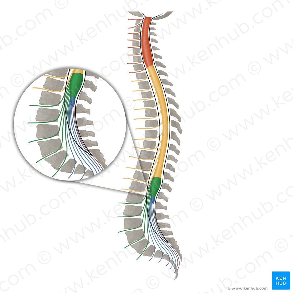 Nervios espinales L1- L5 (Nervi spinales L1-L5); Imagen: Irina Münstermann
