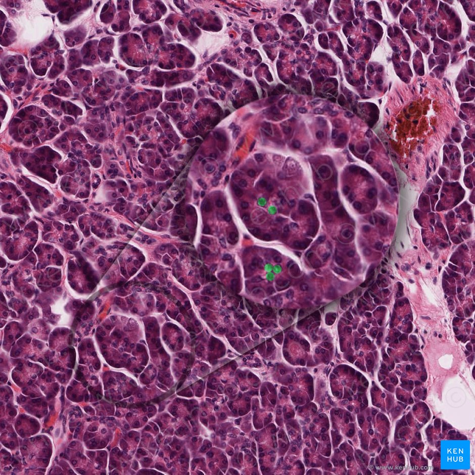 Centroacinar cell (Cellula centroacinosa); Image: 