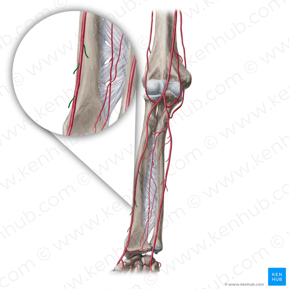 Muscular branches of radial artery (Rami musculares arteriae radialis); Image: Yousun Koh