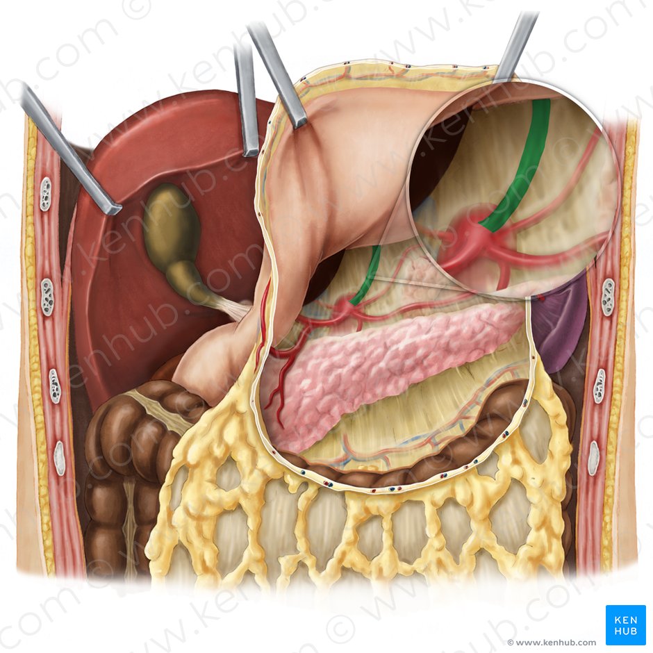 Arteria gástrica izquierda (Arteria gastrica sinistra); Imagen: Esther Gollan