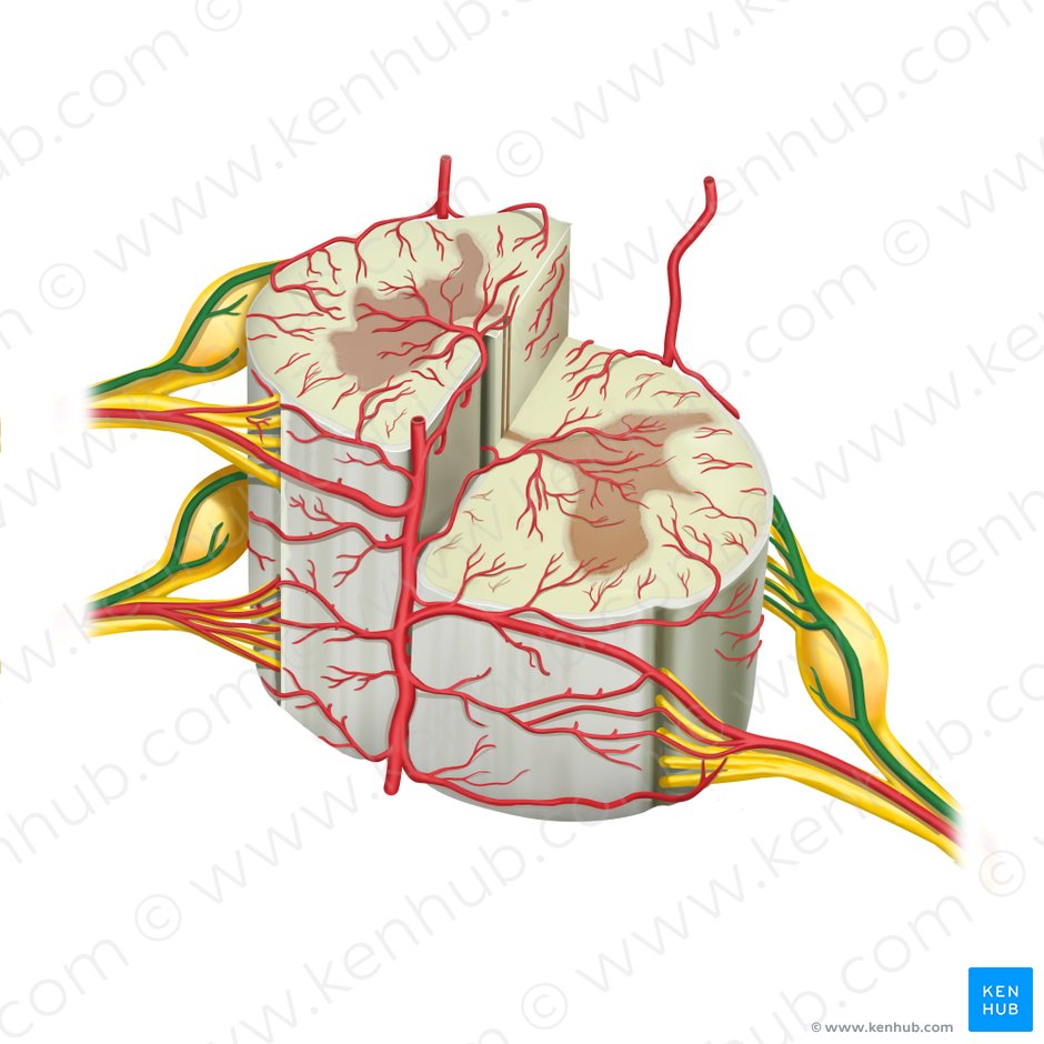 Posterior radicular artery (Arteria radicularis posterior); Image: Rebecca Betts