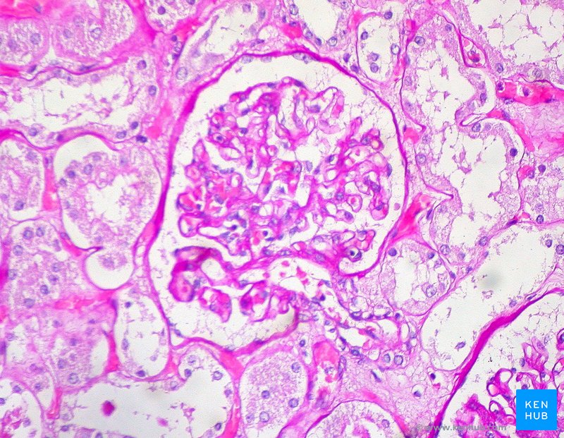 histological stain