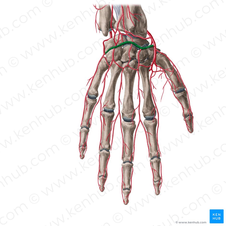 Arcus dorsalis carpi (Rückseitiger Arterienbogen der Handwurzel); Bild: Yousun Koh