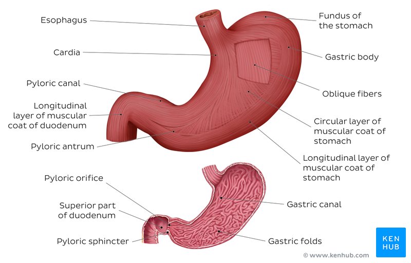 Anatomy of the stomach - anterior view