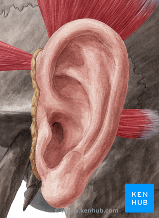 Anatomy of the Ear - Inner, Middle and Outer Ear | Kenhub