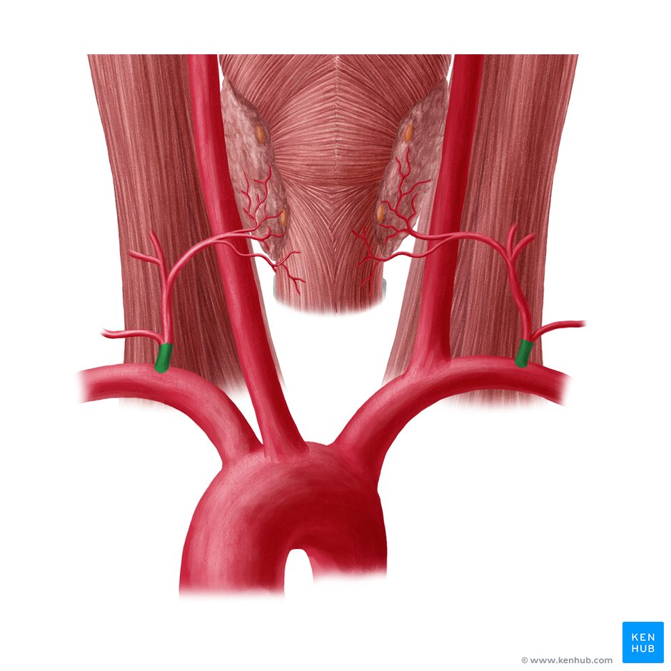Thyrocervical trunk: Anatomy, branches, supply | Kenhub