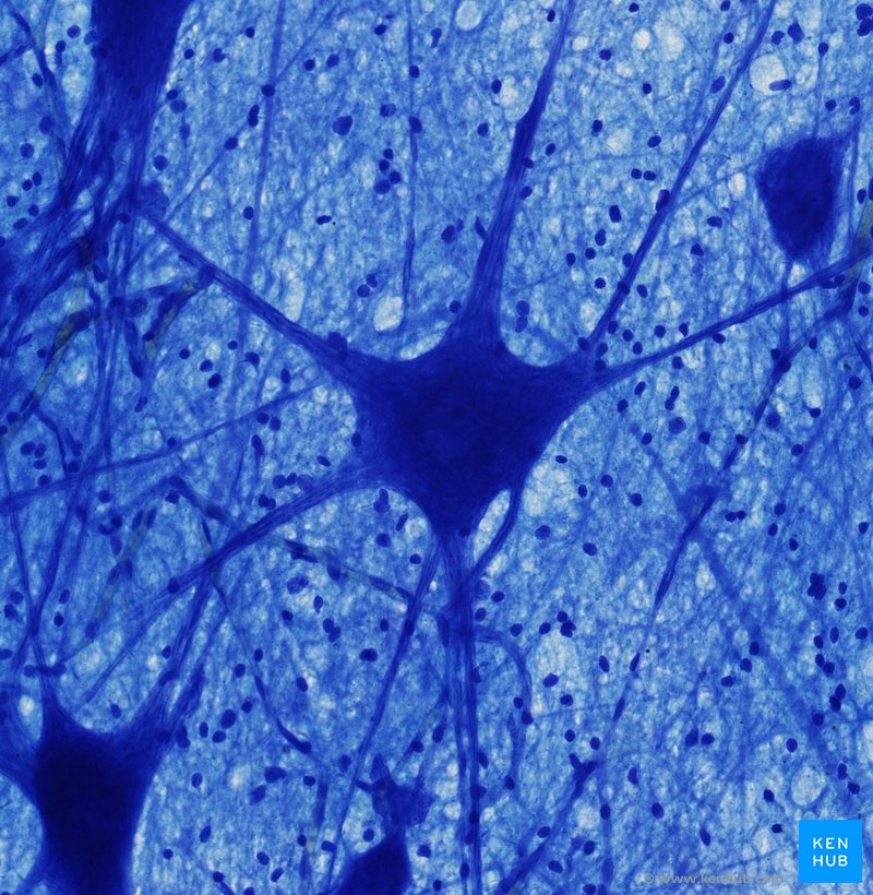 Histology slide: Multipolar neuron (Luxol-fast blue staining)