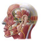Nerves of the face and scalp
