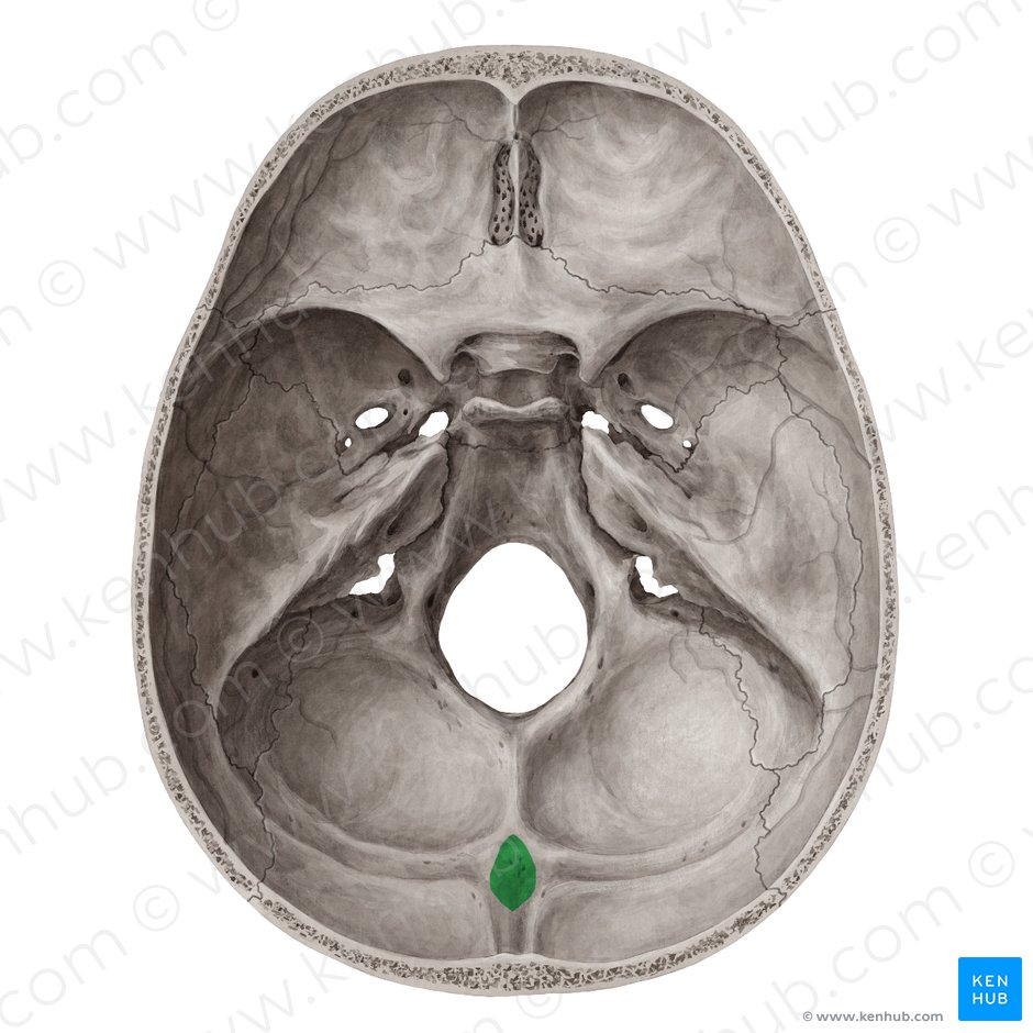 Protuberantia occipitalis interna (Innere Vorwölbung des Hinterhauptbeins); Bild: Yousun Koh