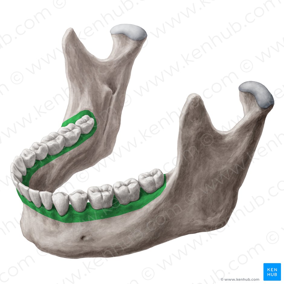 Proceso alveolar de la mandibula (Processus alveolaris mandibulae); Imagen: Yousun Koh