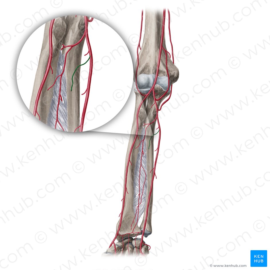 Nutrient artery of ulna (Arteria nutrica ulnae); Image: Yousun Koh