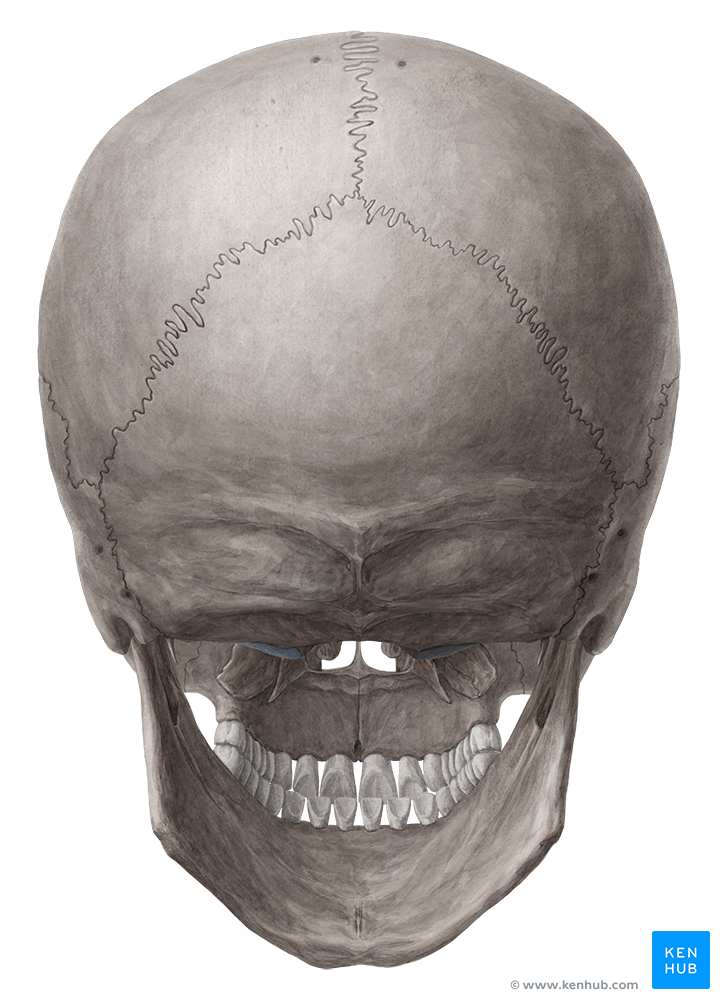 Posterior and Lateral views of the Skull - Anatomy | Kenhub