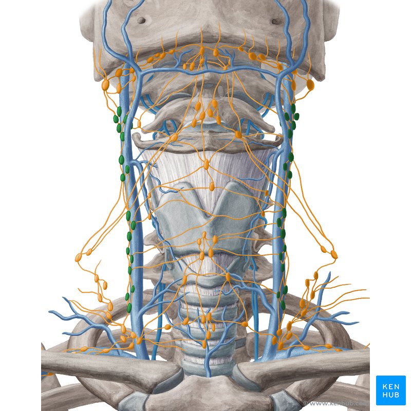 Anterior and lateral internal jugular lymph nodes (Nodi lymphatici
