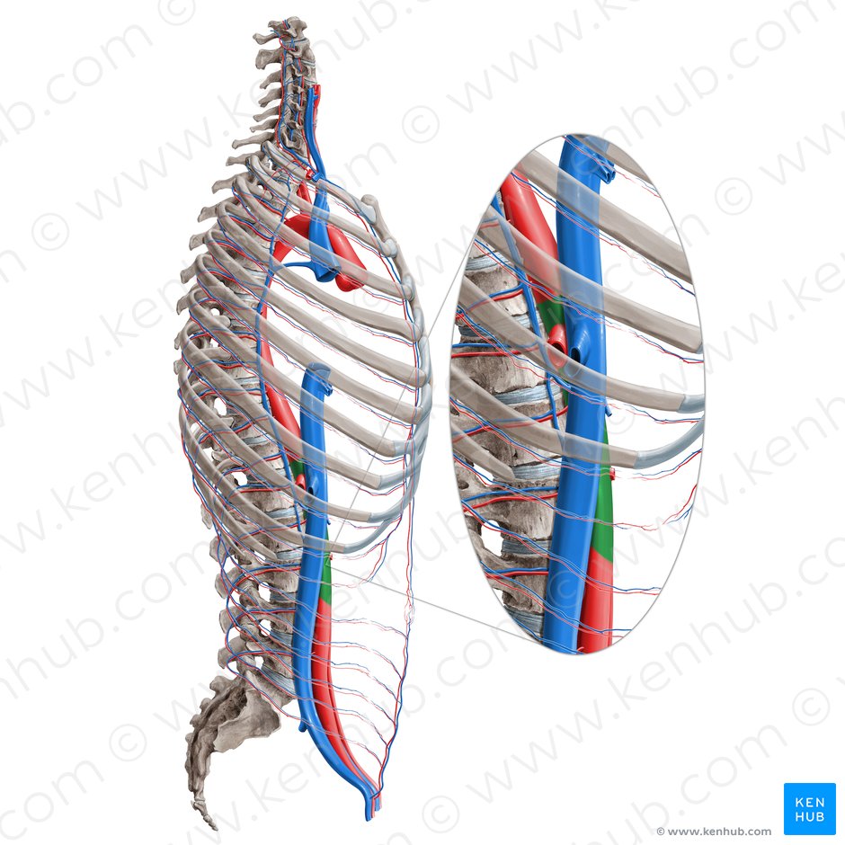 Aorta abdominal (Aorta abdominalis); Imagem: Paul Kim