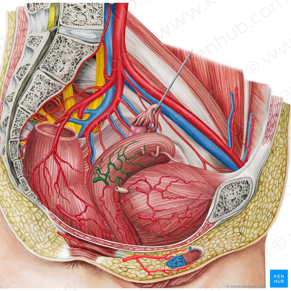 varicoza i artera uterina)