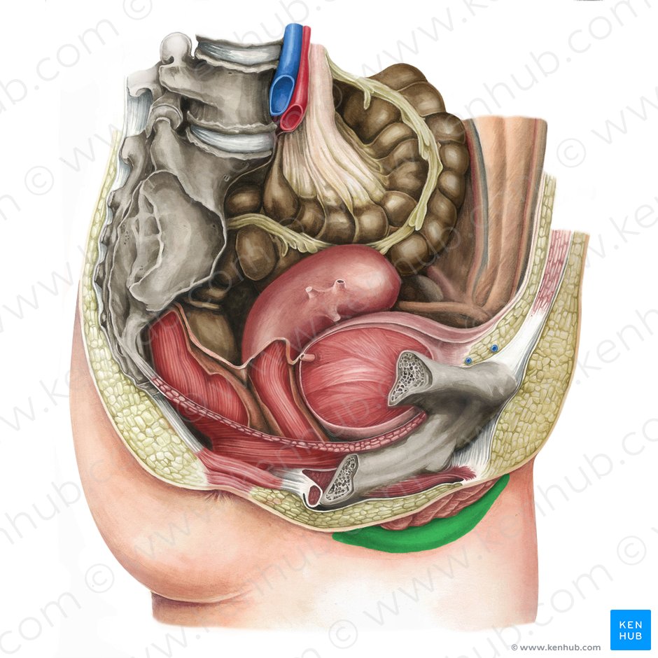 Labio mayor de la vulva (Labium majus vulvae); Imagen: Irina Münstermann